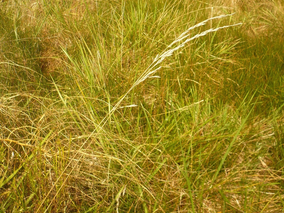 Schedonorus interruptus (Poaceae)